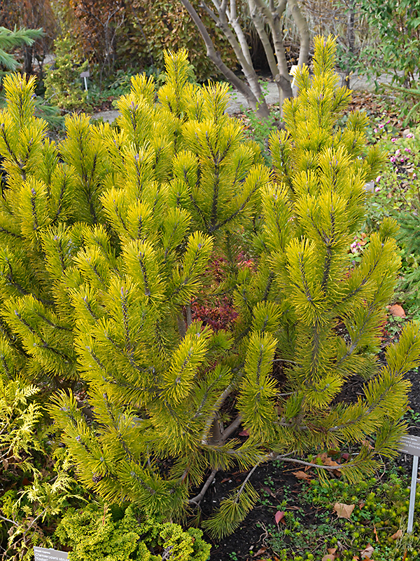 Pinus mugo Aurea Fastigiata form-1.JPG
